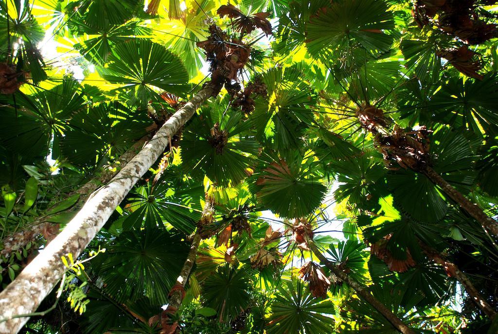 Daintree Cascades Villa Cape Tribulation Exteriör bild